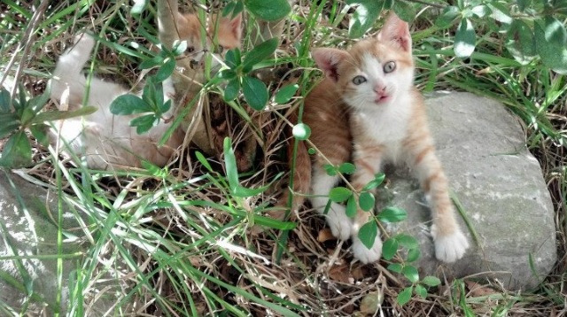 李刚仁数据全面爆炸！波兰硬仗取胜芬兰，新一代中场核心已崛起